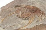 Selenopeltis Trilobite With Placoparia - Fezouata Formation #213254-6